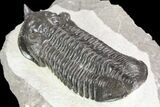 Large, Morocconites Trilobite Fossil - Morocco #85549-3